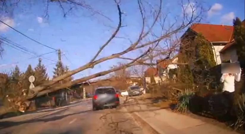 Videón, ahogy egy hatalmas faág majdnem egy autóra és egy gyalogosra zuhan Csömörön