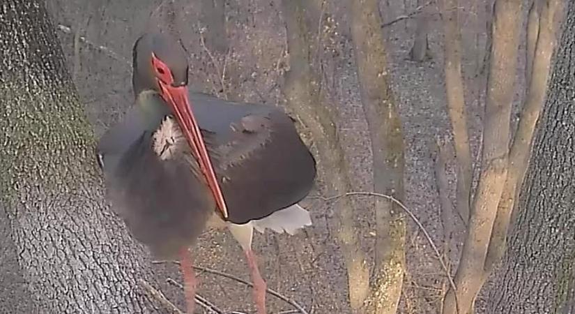 Nem csak a tavasz, az első fekete gólya is megérkezett a Gemenci-erdőbe (videó)