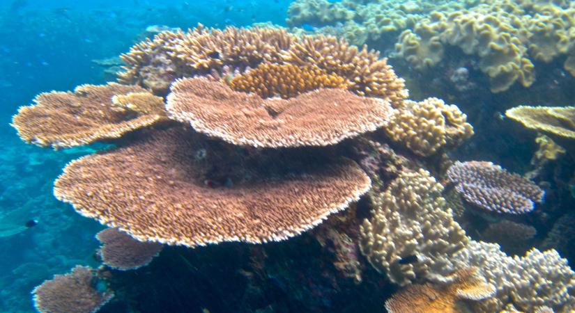 Sok vagy kevés? - Ötszáz milliárd korall élhet a Csendes-óceánban