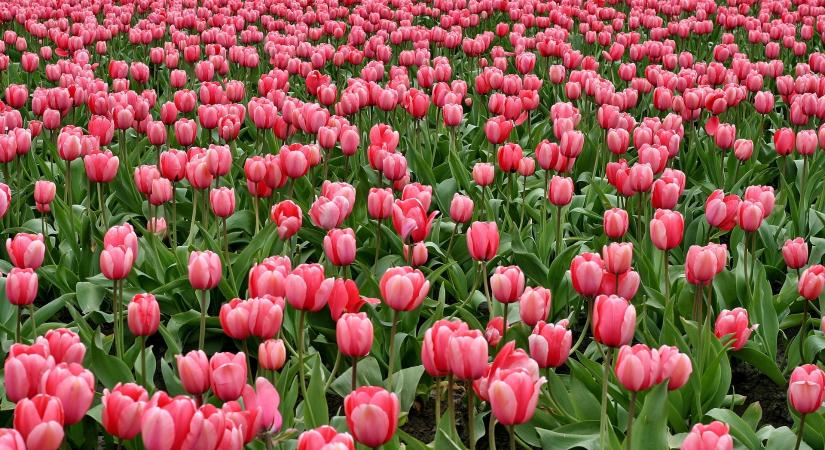 Ezreket várnak a tavasz legnagyobb tulipánszüretére Kőröshegyen