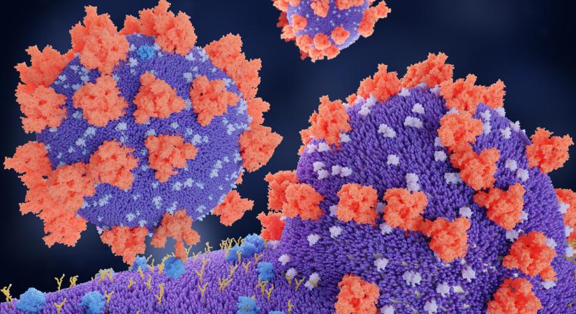 Rossz hír a koronavírus brazil muntánsáról: képes kikerülni ennek a vakcinának ellenanyagit, nem hatásos ellene