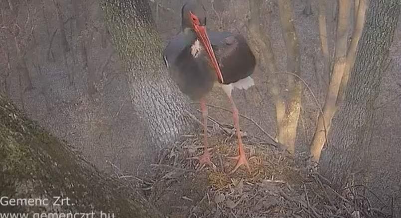 Jön a tavasz: megérkezett az első fekete gólya a gemenci erdőbe (videóval)