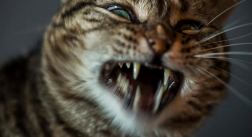 Kóbor macska támadt egy utasszállító pilótájára, kényszerleszállás lett a vége