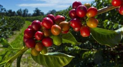Az arabica és a robusta kávé termesztése