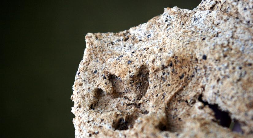 Egy 140 millió éves titanoszaurusz maradványaira bukkantak Argentínában