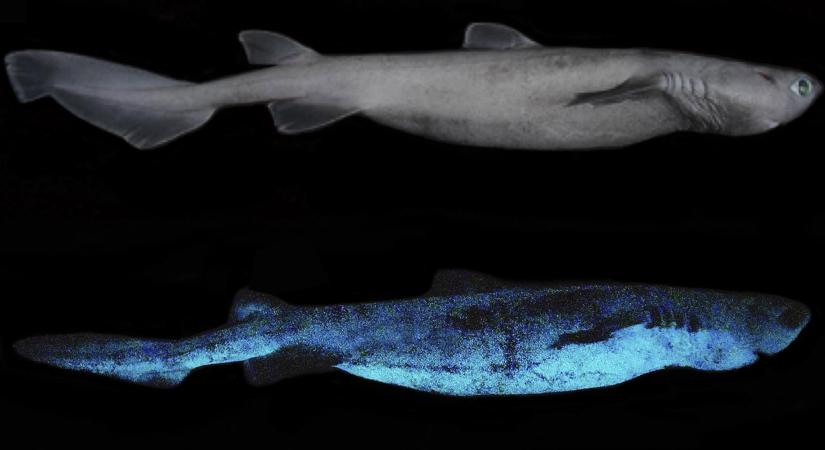 Sötétben fluoreszkáló cápákat találtak Új-Zélandon