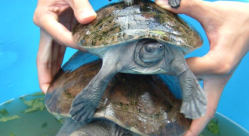 Először raktak tojásokat egy ritka teknősfaj fogságban élő egyedei