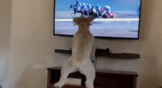 Dobjon el mindent, mert ettől úgyis el fog: Íme a kutyus, aki eufórikus állapotban drukkol a vágtató lovaknak - Videó