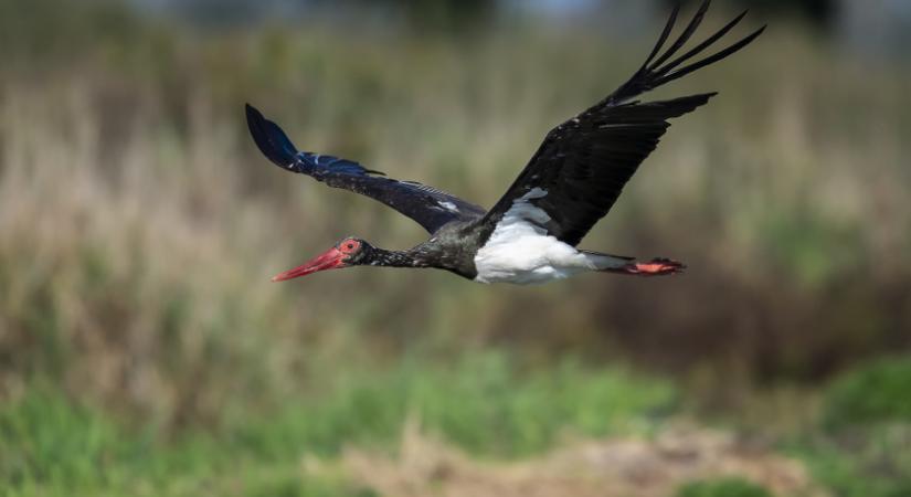 Megérkezett az első fekete gólya a gemenci erdőbe: videó is készült a landolásáról