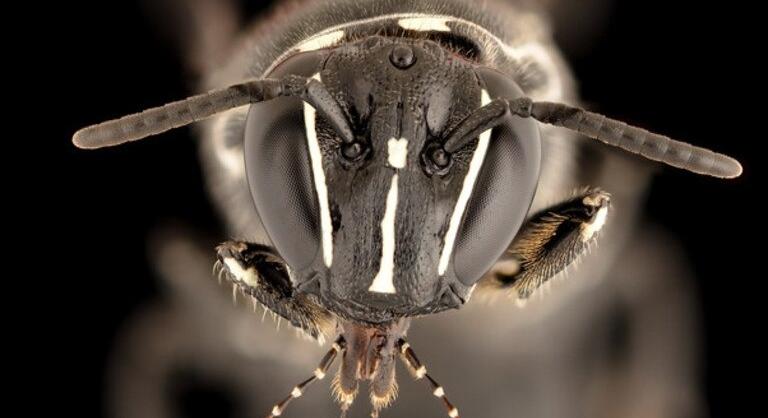 Közel egy évszázad múlva fedezték fel újra ezt az „álarcos” méhfajt