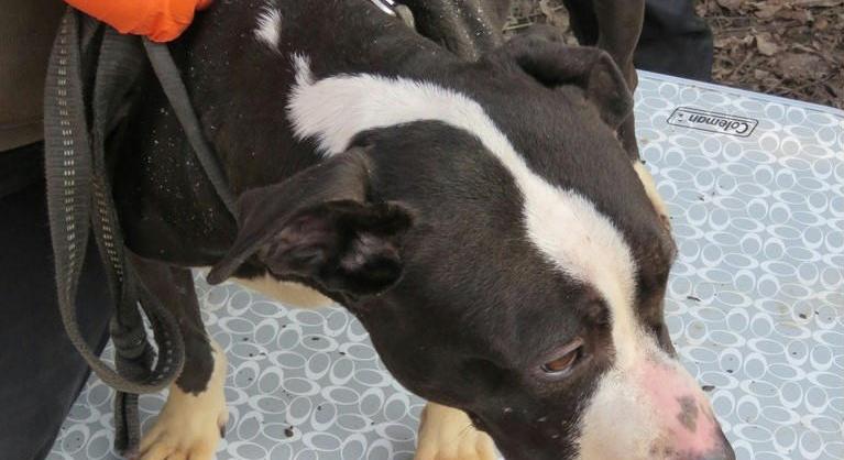 Újabb kutyaviadalos rajtaütés, huszonnégy kutyát mentettek meg a rendőrök
