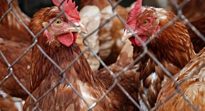 Feloldották a Bács-Kiskun megyei madárinfluenza védőkörzeteket