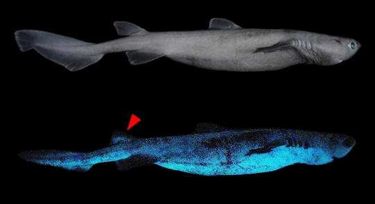 Világító cápákra bukkantak a tudósok Új-Zélandnál
