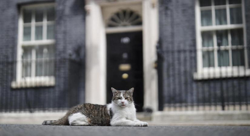 Íme, Larry, a macska, az Egyesült Királyság miniszterelnökségének hűséges dolgozója - Galéria