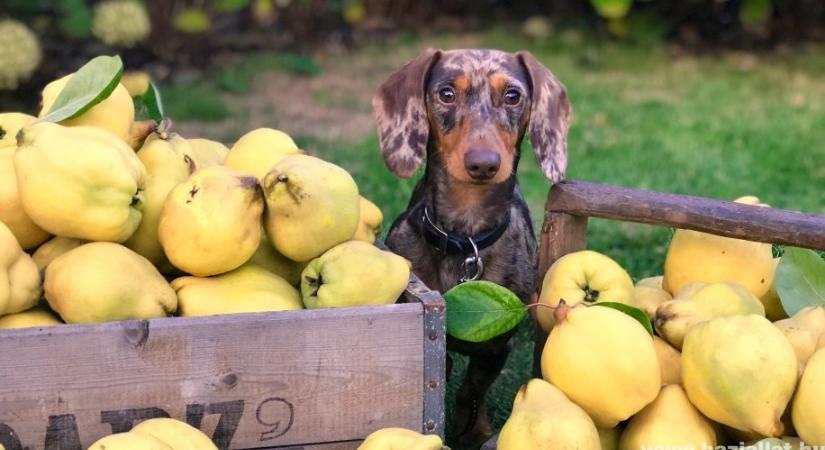 Milyen gyümölcsöket lehet adni a kutyának?