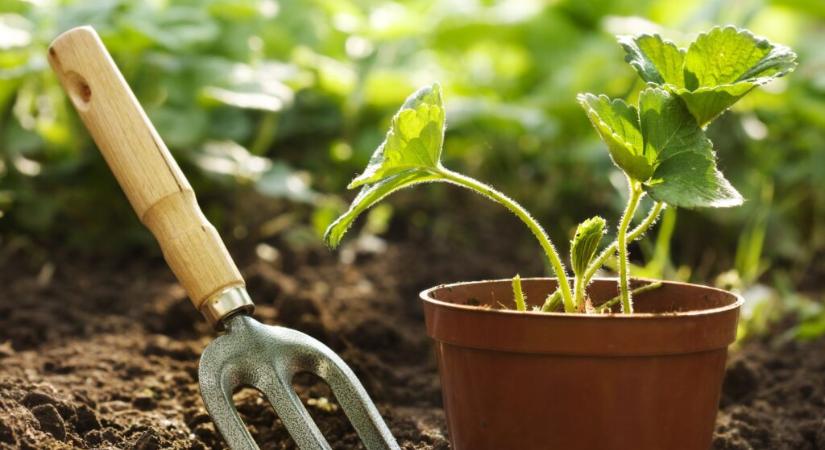 Tavaszi kerti kisokos: Készülj fel a kertészkedéshez!