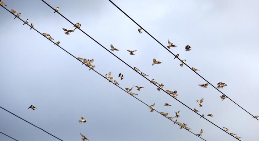 Magyar fejlesztés: így védik a madarakat az áramvezetékektől
