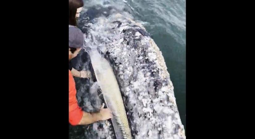 Betette a kezét egy turista a bálna szájába – videó