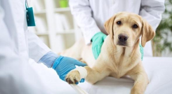 Az állatorvosi rendelők nem zárnak be a szigorítások alatt sem