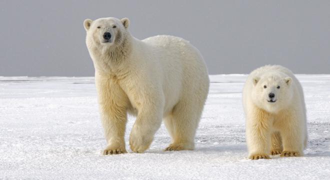 A jégveszteség súlyosan érinti a sarkvidéki állatokat