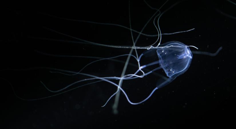 Pokoli fájdalom! A világ egyik legmérgesebb medúzája csípett meg egy fiút, egy hét után meghalt
