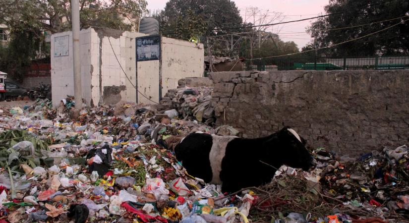 71 kiló szemetet operáltak ki egy indiai tehén gyomrából
