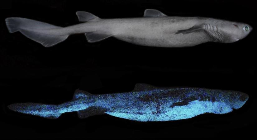 Sötétben világító cápafajokat fedeztek fel Új-Zéland partjainál
