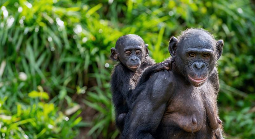 San Diegó-i majmok kapták meg elsőként az oltást a főemlős állatok közül
