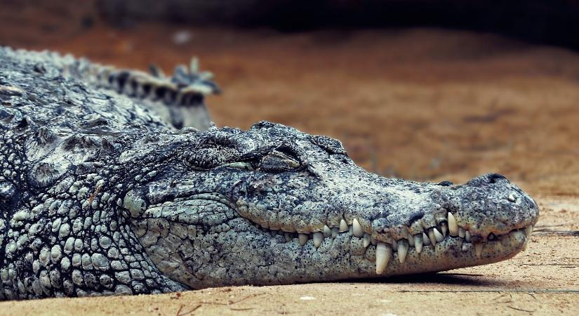 Szörnyű tragédia történt, nyolcéves kisfiút nyelt le egy krokodil