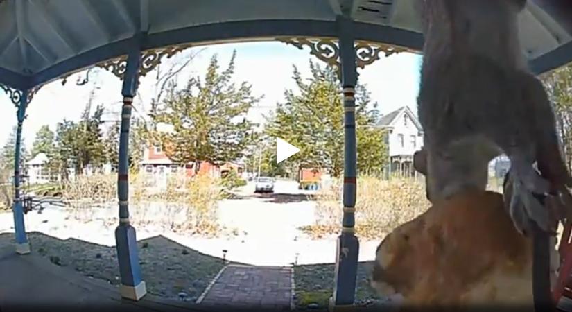 Szemtelenül ellopta egy férfi pizzáját a mókus - videó