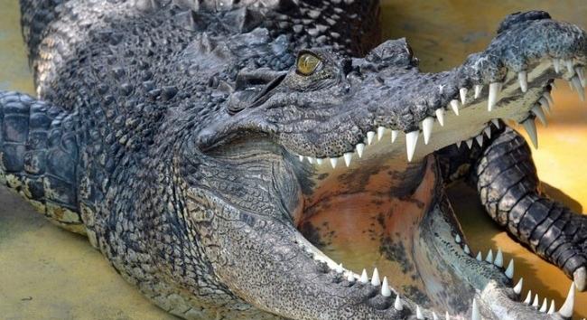 Krokodil nyelt le egy nyolcéves kisfiút Indonéziában, Borneó szigetén