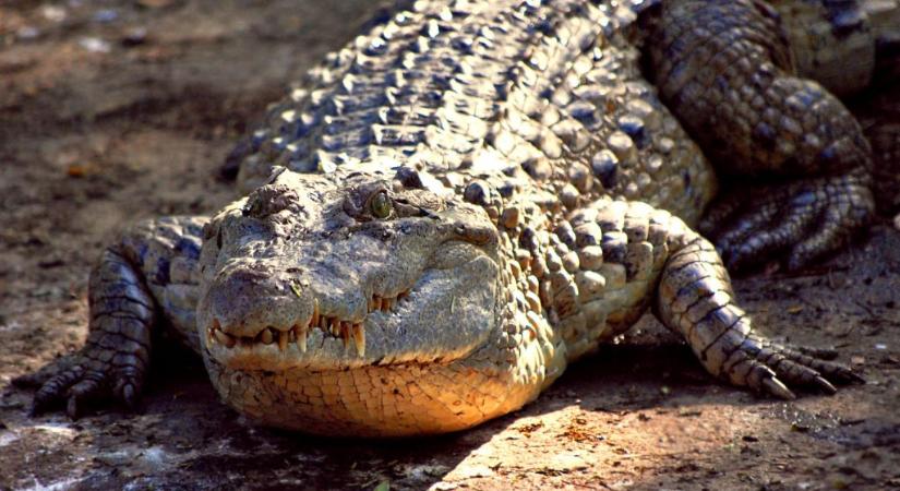 Krokodil nyelt le egy gyereket Indonéziában
