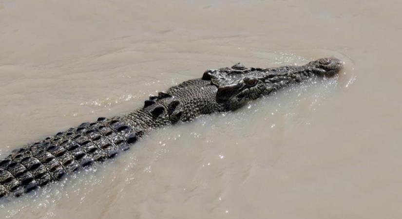 Tragédia Indonéziában, krokodil nyelt le egy kisfiút