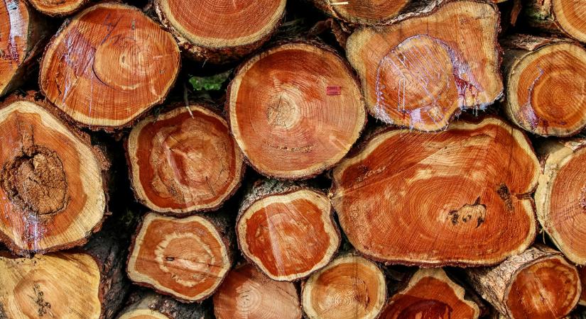 Laboratóriumban növesztett mesterséges fa lehet a bútorgyártás jövője