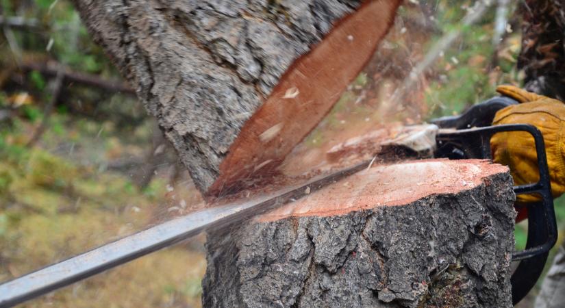 Átverték a munkásokat, akik így illegálisan 80 köbméter fát vágtak ki Baranyában