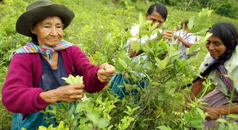 Kávé helyett kokain: így próbálnak túlélni a latin-amerikai gazdák