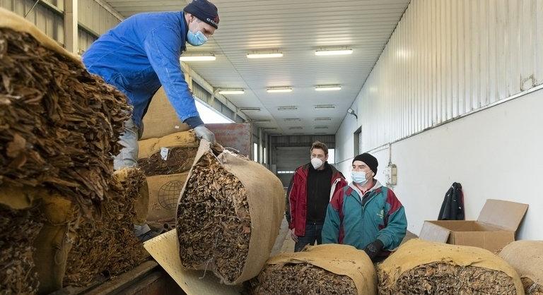 Ötszáz termelővel köt kétéves dohánytermesztési szerződést az ULT Magyarország Kft.