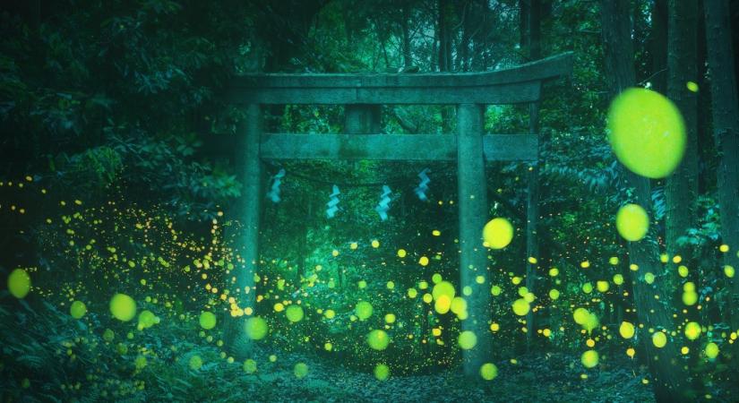 Ámulatba ejtő fotók készültek a japán erdőkben fénylő szentjánosbogarakról