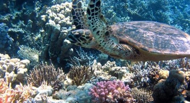 Ötszáz milliárd korall élhet a Csendes-óceánban