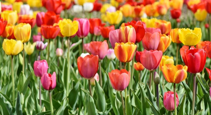 Kvíz: Tavasz és virágtenger Balatonnál
