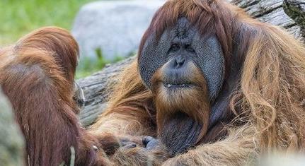 Négy orangután és öt bonobó kapott oltást koronavírus ellen