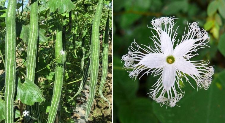 Ázsiai kígyódinnye: méretes termés, meseszép virág