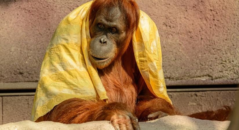 Majmok kaptak vakcinát a San Diegó-i állatkertben