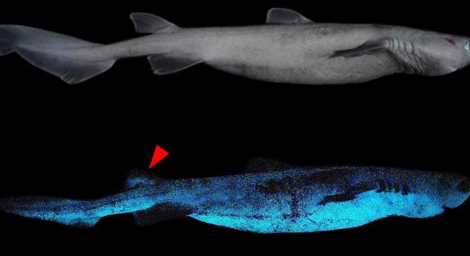 Új-Zélandnál világító cápákra bukkantak a tudósok