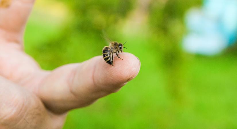 Hiába a sok veszélyes állat, mégis a méhcsípés a leghalálosabb Ausztráliában