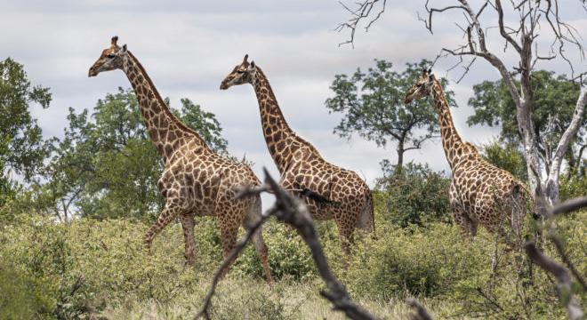 Virtuális parkőrök vigyázhatnak az afrikai szavanna veszélyeztetett állataira