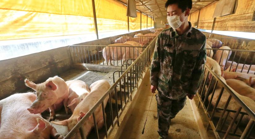 Kitört az afrikai sertésinfluenza-járvány a kínai állomány körében