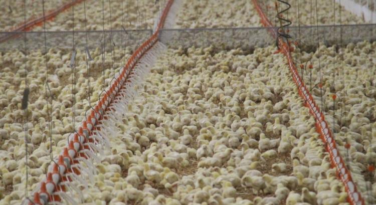 A brazil csirke fékezhetetlen, a muszlim piacon is tarol