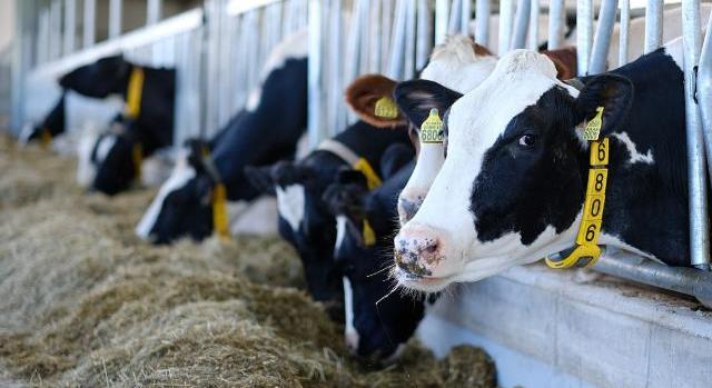A hús- és a tejtermékek árainak emelkedése elkerülhetetlen