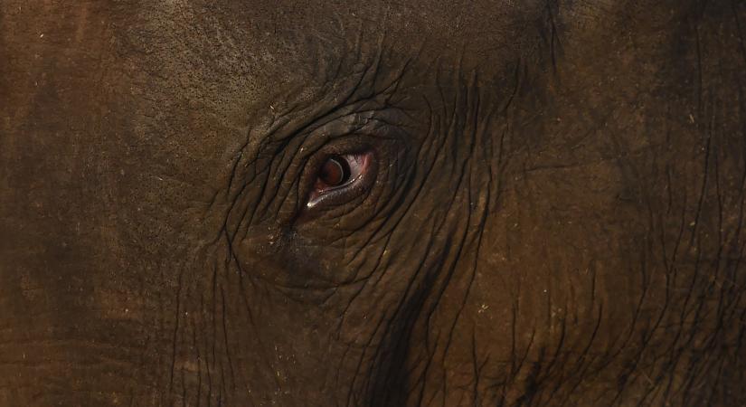 Először láttak csevegni vadon élő és fogságban tartott elefántot